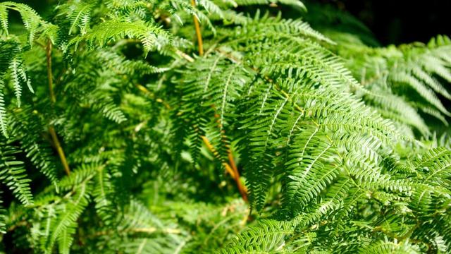 Ilustrasi tumbuhan paku