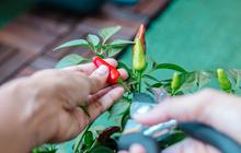 5 Mitos Menanam Cabe di Depan Rumah Menurut Primbon Jawa