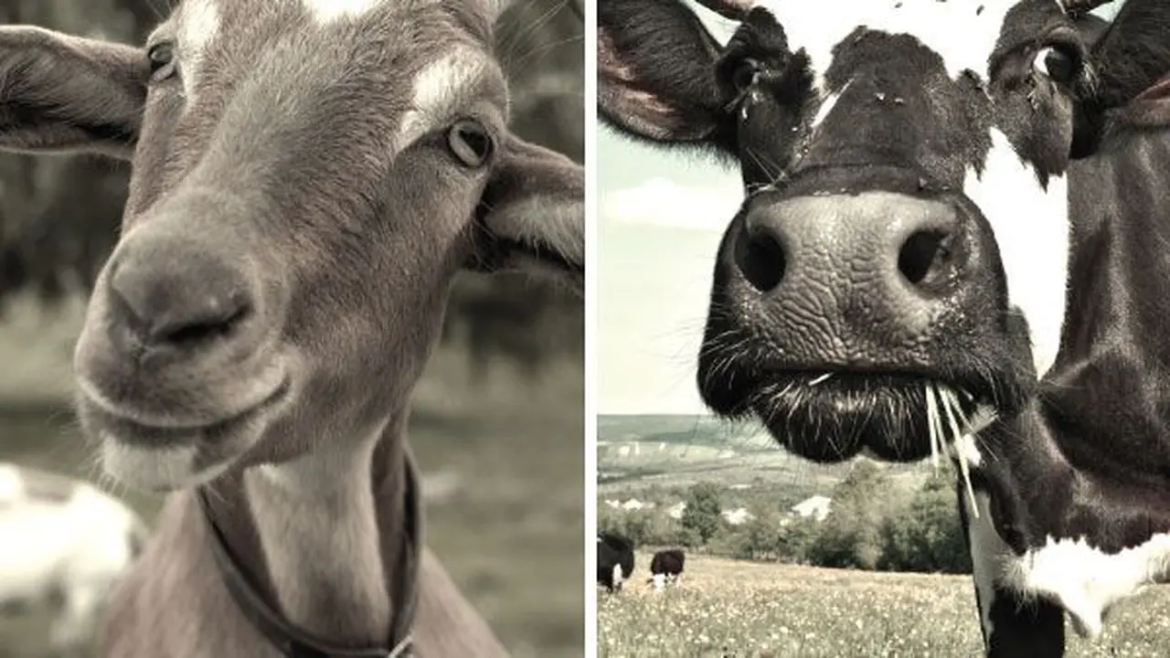 Mana yang Lebih Baik, Susu Kambing atau Susu Sapi?