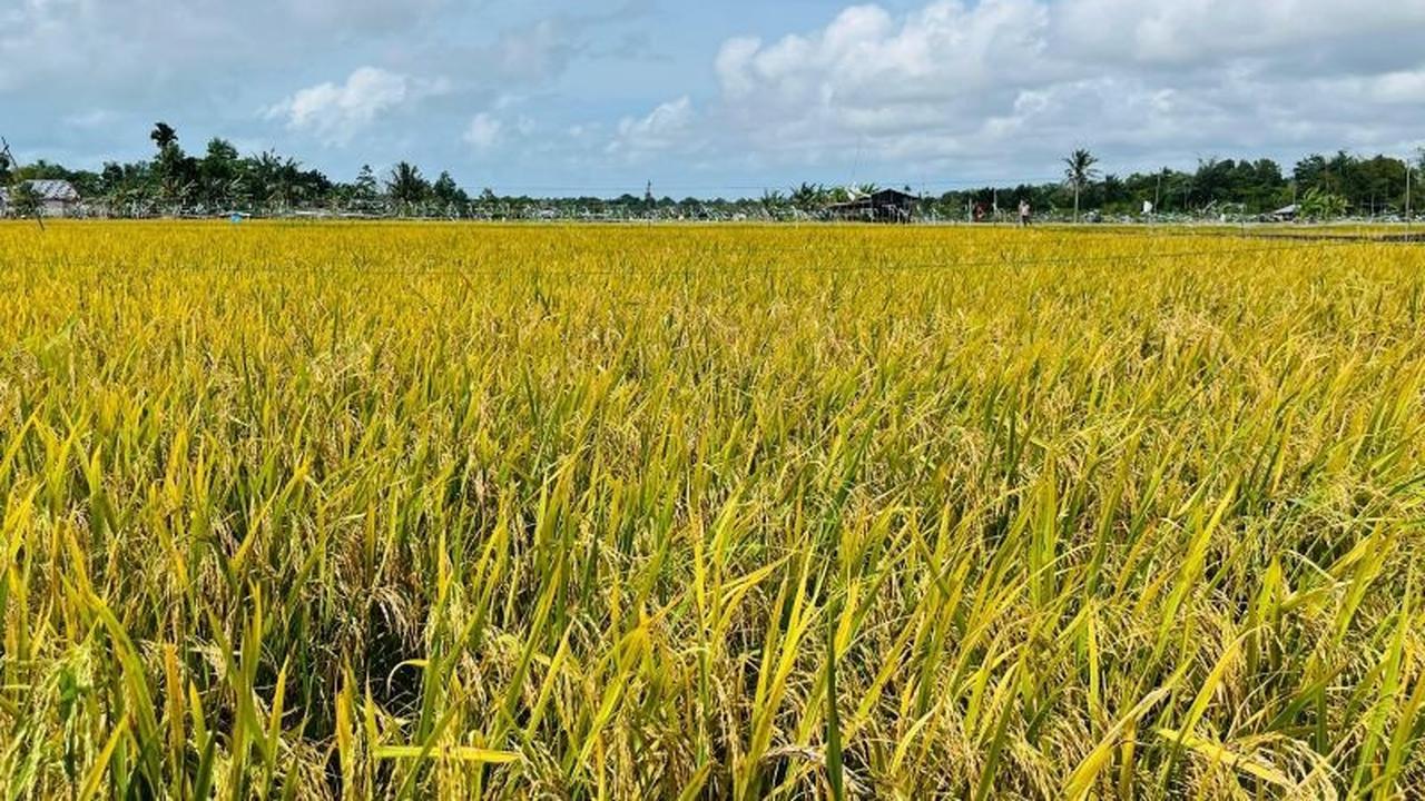 Sentra Pertanian: Fondasi Ketahanan Pangan Berkelanjutan dan Kesejahteraan Petani Indonesia