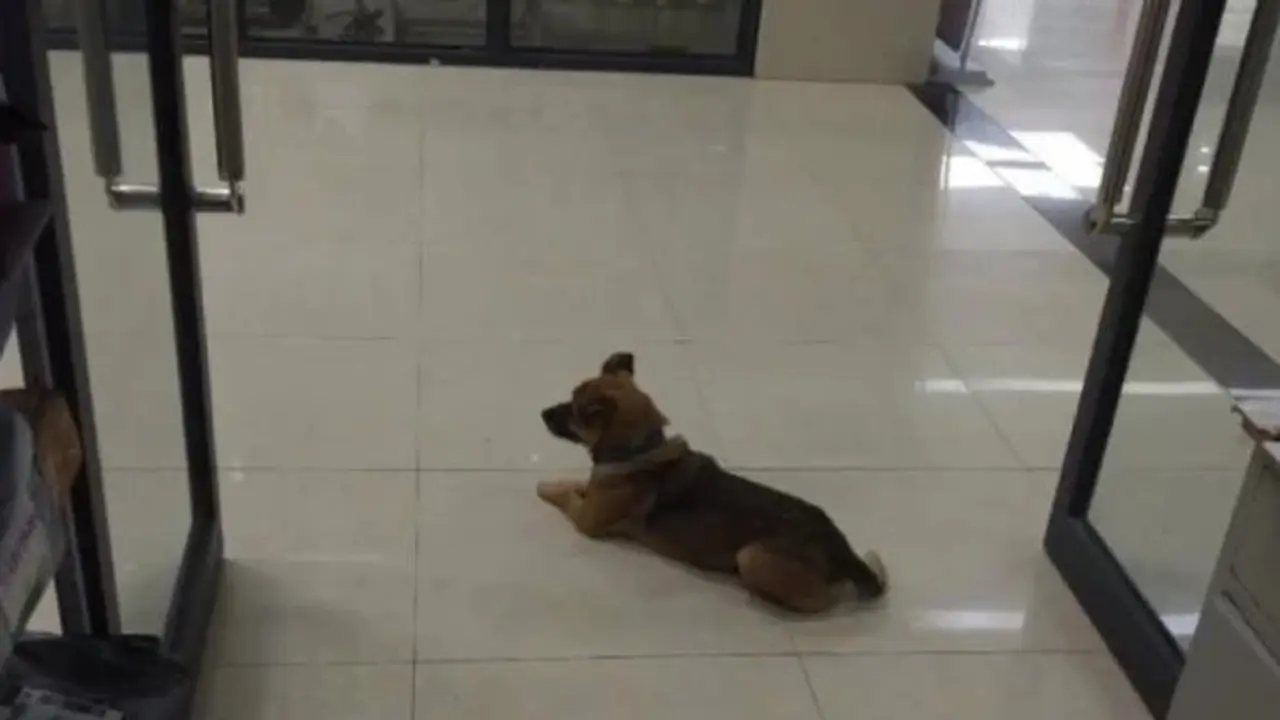 anjing menunggu majikan selama 3 bulan di RS