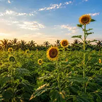 Intip perawatan alami untuk kulit sensitif dengan sunflower oil (Magic of Nature)