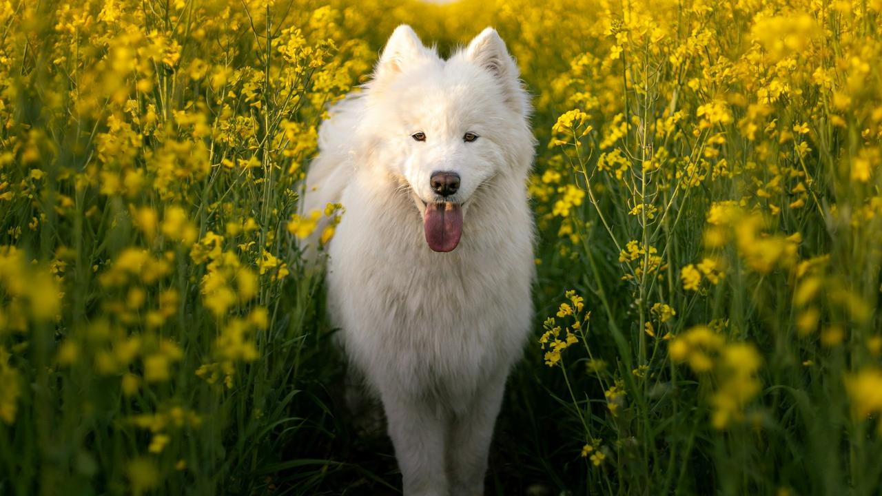 Samoyed