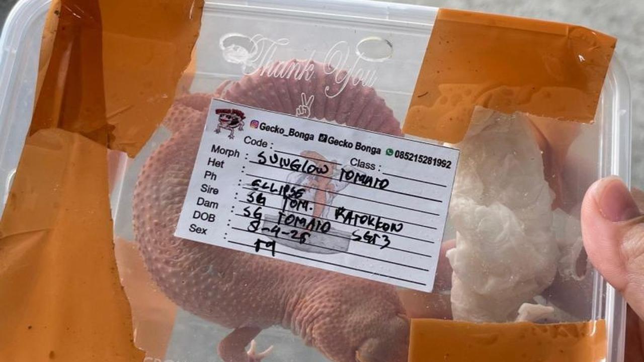 Penggagalan Penyelundupan Kadal Gecko, Barantin Amankan Empat Ekor di Bandara Sentani