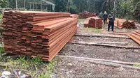 Patroli Udara Bongkar Pembalakan Liar di Riau, 6 Orang Ditangkap