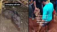 6 Video Amatir Penangkapan Diduga Babi Ngepet di Depok, Sudah Mati dan Dikubur (sumber: TikTok/istriorang41/nyaishabrinaofficial)
