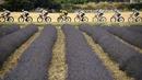 Aksi pebalap melewati indahnya kebun bunga Lavender pada etape ke-19 Tour de France dengan  jarak tempuh 222,5 km dari Embrun menuju Salon-de-Provence, Prancis, (21/7/2017). (AFP/Lionel Bonaventure)