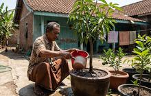 9 Tips Merawat Tabulampot agar Tetap Subur Saat Musim Kemarau, Atur Air dan Pupuk