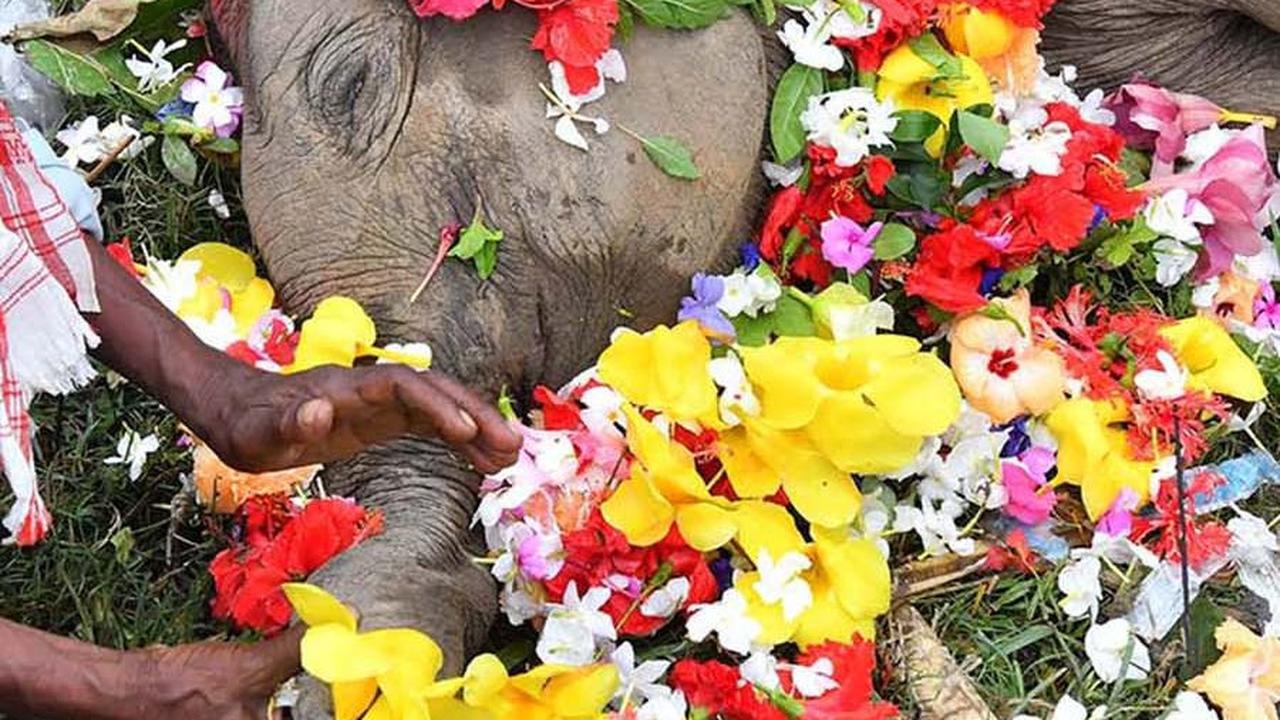 Konflik Manusia dan Gajah Terus Meningkat