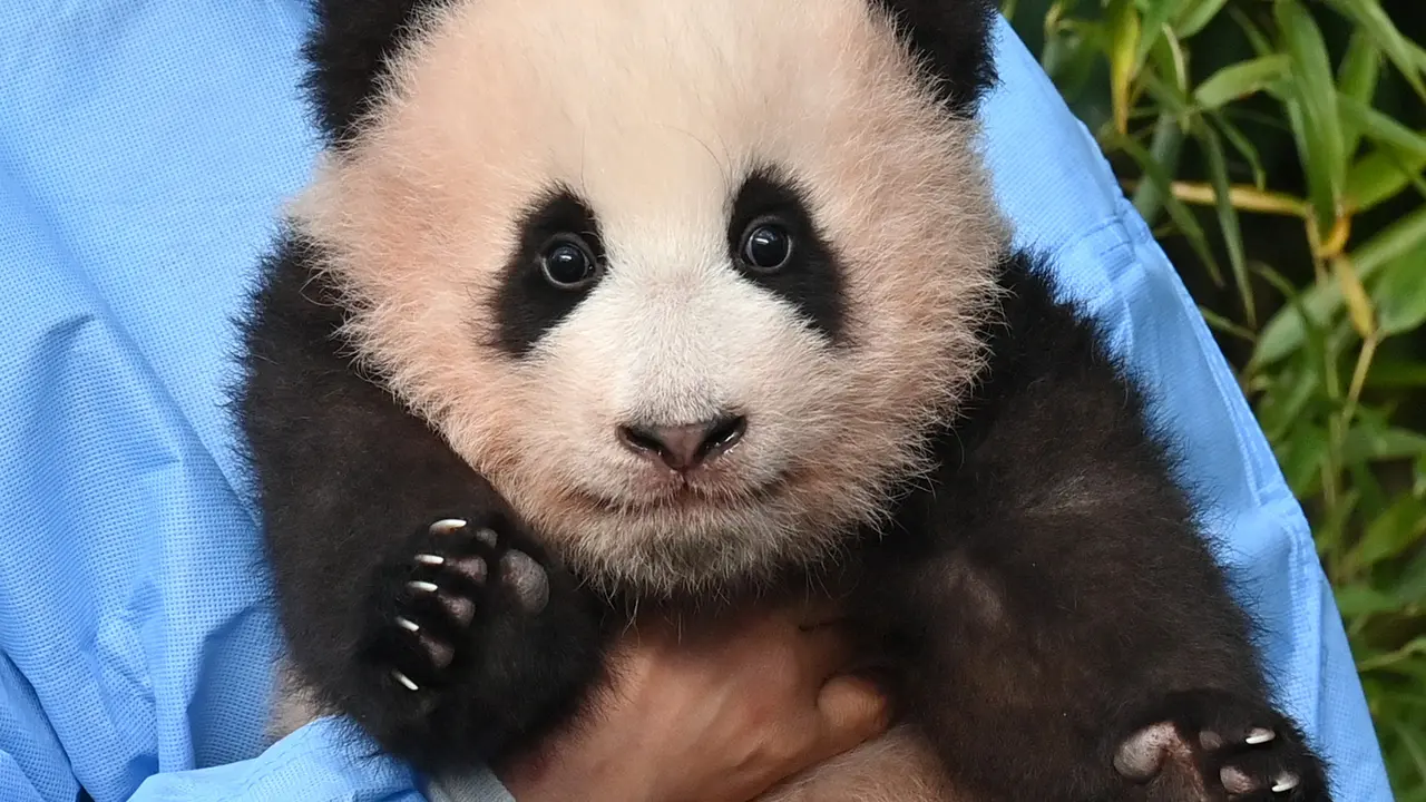Anak Panda Raksasa Pertama yang Lahir di Korea Selatan