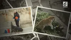 Seorang wanita mengalami kejadian nahas. Saat ia akan memberikan makan seekor harimau, dirinya malah diterkam.