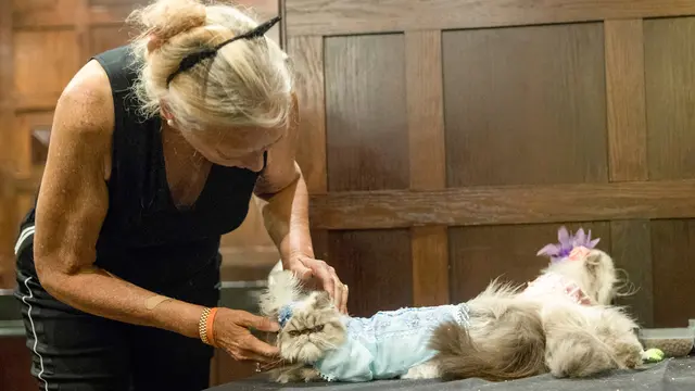 Uniknya Fashion Show Kucing di New York
