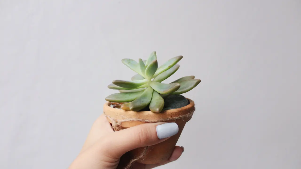 [Fimela] Aloe Vera