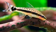 10 Jenis Ikan Air Tawar yang Cocok Dipelihara Bersama Udang, Akuarium Lebih Harmonis