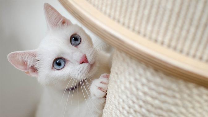 Punya Kucing  Peliharaan  Cek Perilakunya dan Jangan 