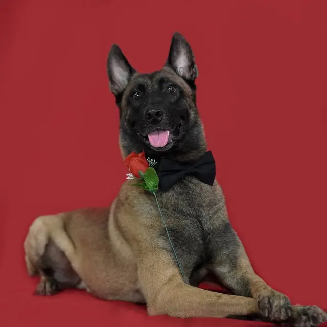 7 Potret Sparta, Anjing Bima Aryo yang Gigit ART