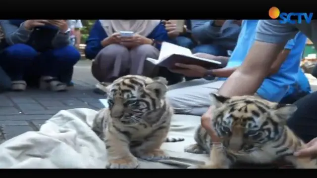 Sepasang bayi harimau benggala yang lahir di Kebun Binatang Bandung  tersebut berjenis kelamin jantan dan betina.