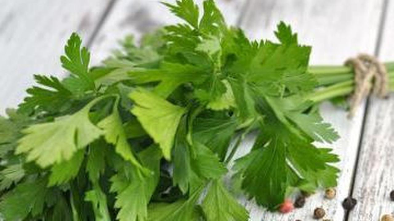15. Daun Parsley