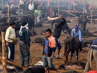 Peserta memenggal kerbau dalam Festival Gadhimai di Bariyarpur, 160 km dari Kathmandu, Nepal (3/12/2019). Festival yang sudah berlangsung turun-temurun ini diwarnai pembantaian kerbau sebagai bentuk persembahan kepada Dewi Hindu Gadhimai. (AFP/Prakash Mathema)