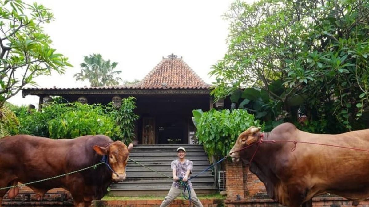 Jelang Idul Adha 2025, Irfan Hakim dan Ayu Ting Ting Siapkan Qurban Sapi Jumbo Lagi?