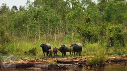 Kerbau rawa Pampangan mencari makan di tengah rawa, Sumatera Selatan, (25/3). Binatang ini masuk dalam tujuh rumpun kerbau asli Indonesia yang saat ini dikembangkan populasinya sebagai penghasil daging dan susu. (Liputan6.com/Gempur M Surya)