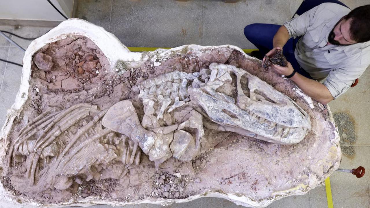 Ini Fosil Salah Satu Dinosaurus Tertua di Dunia, Namanya Diambil dari Benua Pertama di Bumi dan Usianya 237 Juta Tahun