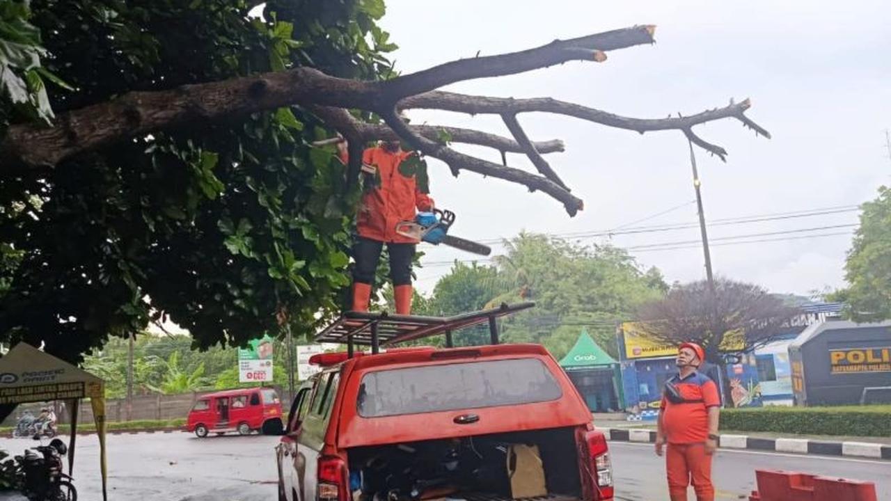 BPBD Cianjur Tangani Cepat Pohon Tumbang di Jalur Protokol, Lalu Lintas Kembali Normal