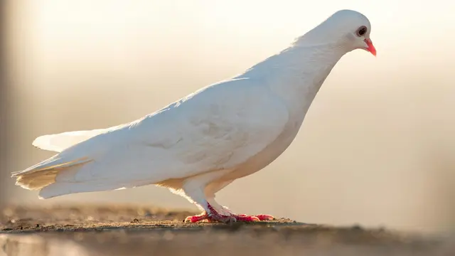 White Doves