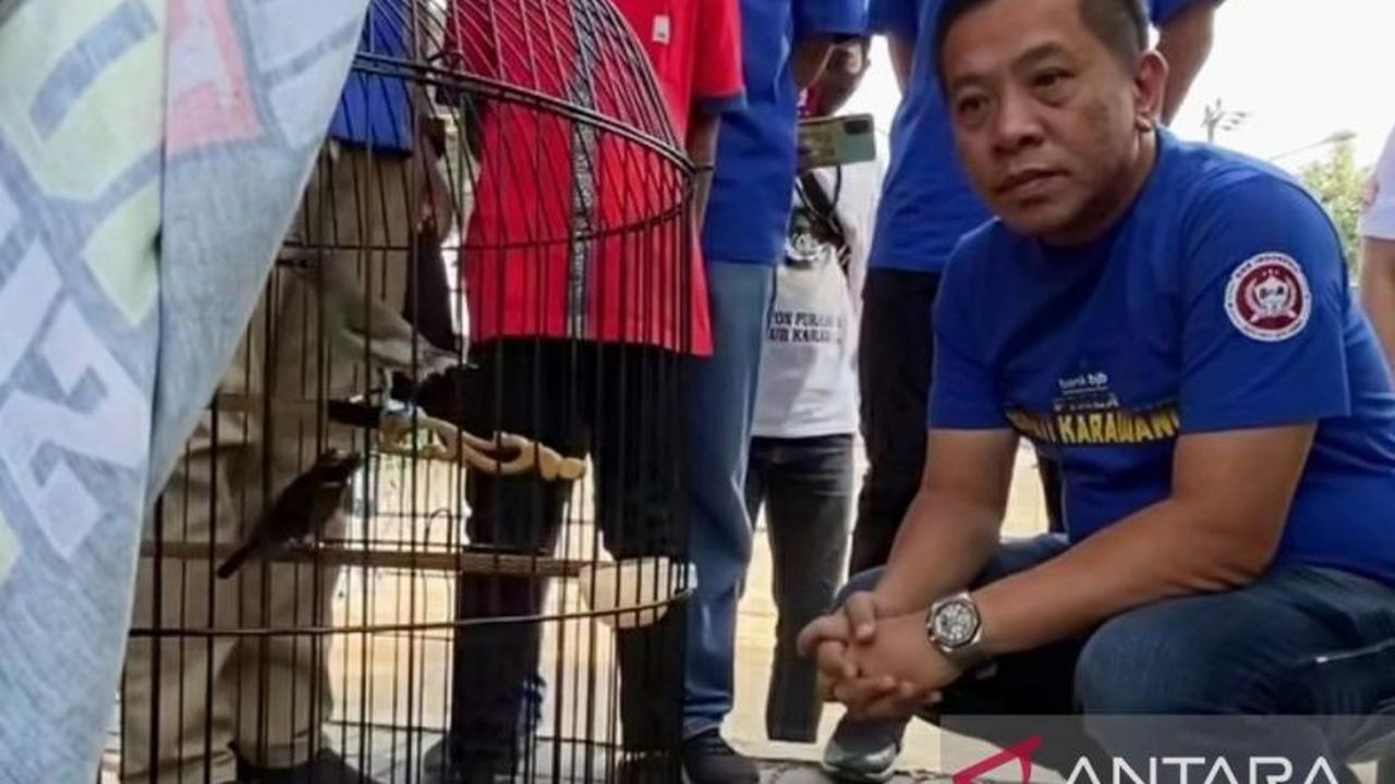 Tahukah Anda? Ratusan Kicau Mania Meriahkan Festival Lomba Burung Berkicau Karawang, Perebutkan Piala Bupati!