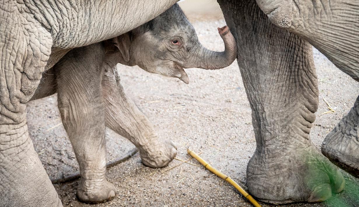 FOTO: Kenalkan Mun, Bayi Gajah yang Baru Lahir di Kebun Binatang Copenhagen - Global Liputan6.com