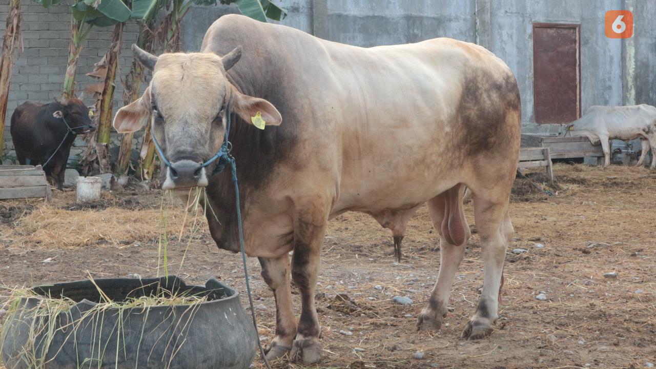 Ini Dia 'Arjuna', Sapi Jokowi yang Akan Dikurbankan di Sigi