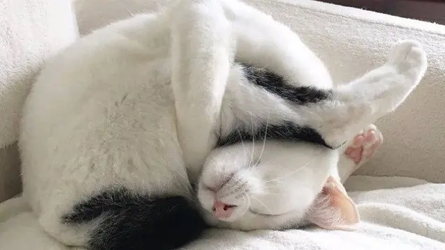 kucing lucu