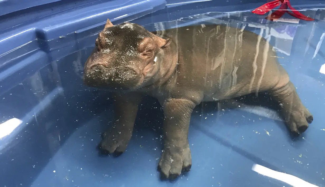 Seekor bayi kuda nil berendam dikolam di kebun binatang  Cincinnati, Ohio, AS (23/3). Bayi kuda nil ini  lahir pada Januari lalu secara prematur, dan diberi nama Fiona. (Angela Hatke / Cincinnati Zoo & Botanical Garden via AP)