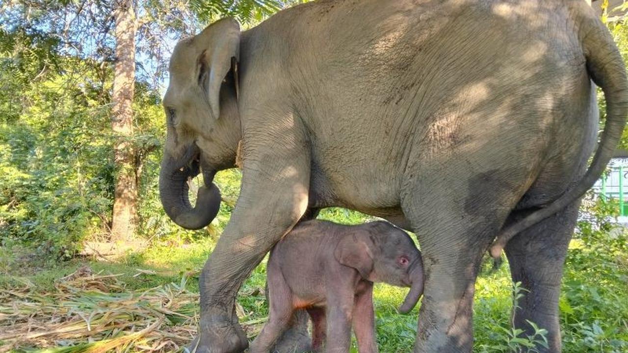 Kabar Gembira! Kelahiran Anak Gajah Way Kambas Sukses, Harapan Baru Pelestarian Sumatera