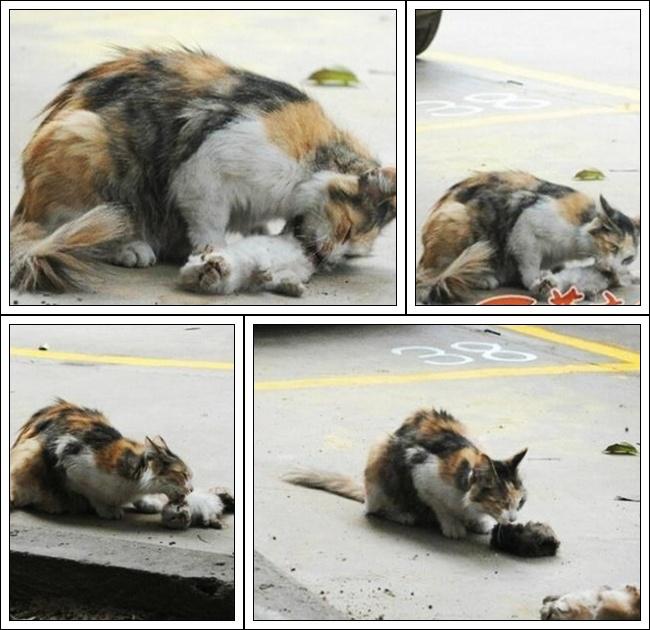 Induk kucing yang coba membangunkan anaknya yang telah mati | Photo: Copyright stomp.com.sg