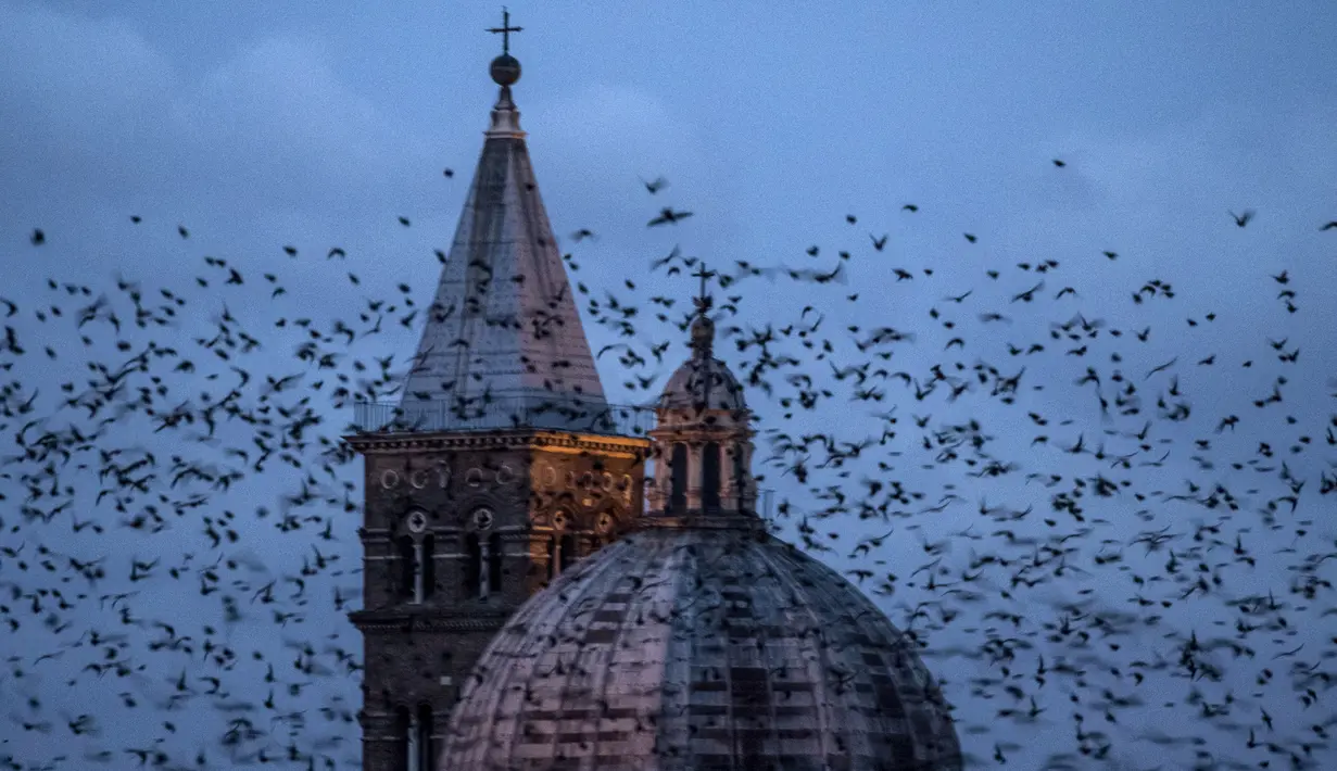 Kawanan burung jalak terbang di atas Basilika Santa Maria Maggiore di Roma Italia (20/12/2019). Burung jalak kerap terbang secara bergerombol dalam formasi yang sangat indah di langit. (AFP Photo/Tiziana Fabi)