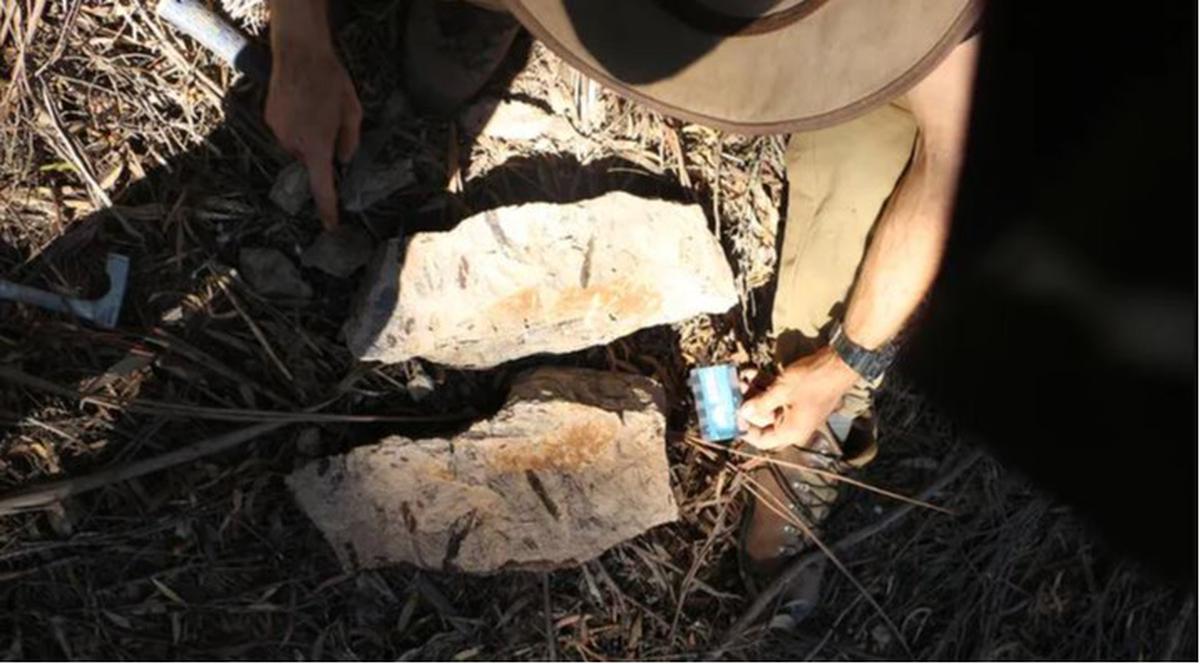 Penemuan fosil tanaman purba di Tasmania, Australia.