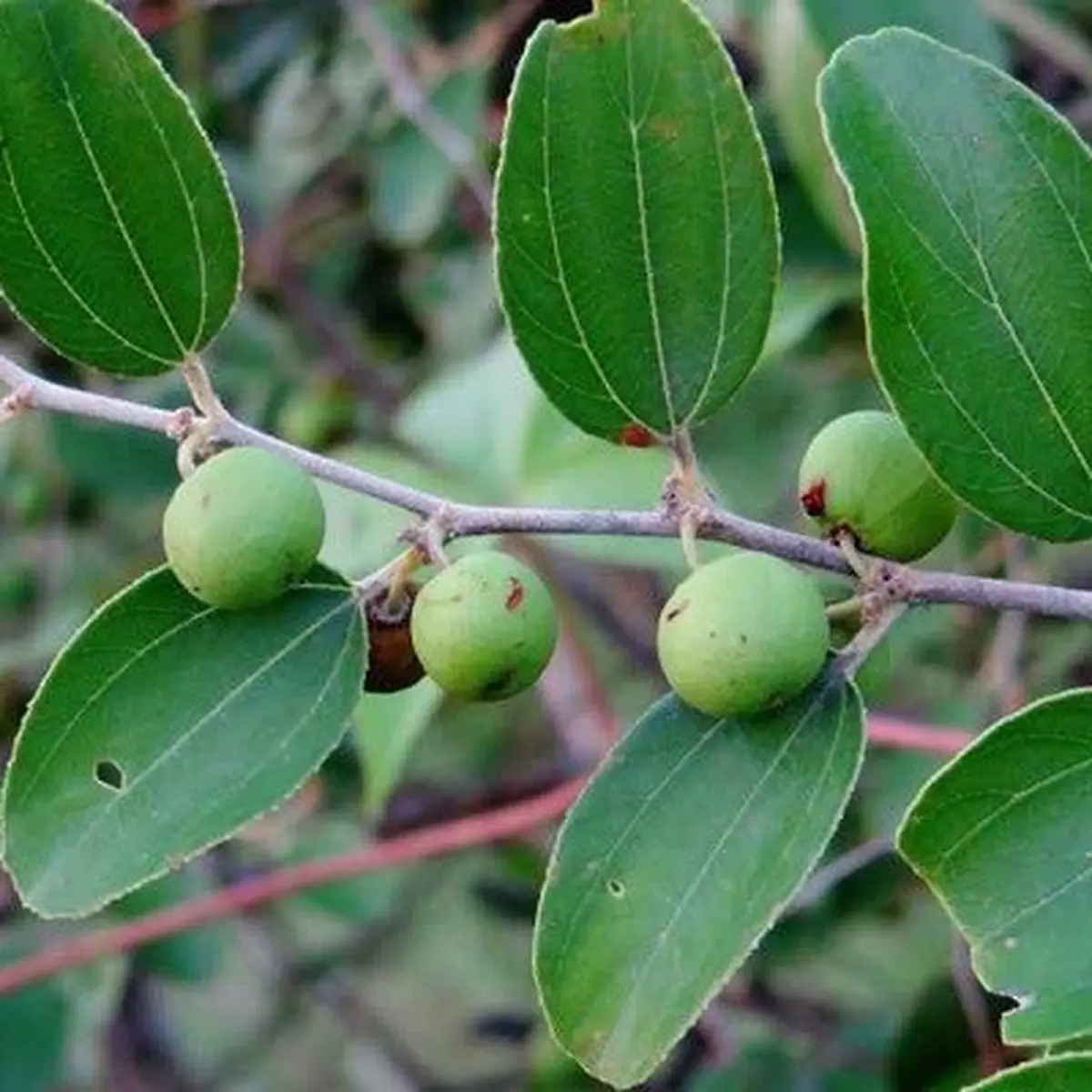 Manfaat Daun Bidara dan Cara Menggunakannya, Baik untuk