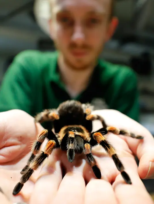 Penjaga menunjukkan seekor laba-laba mexican red-kneed saat sensus tahunan di Kebun Binatang ZSL London, Inggris, Kamis (2/1/2020). Kebun Binatang ZSL London melakukan sensus tahunan terhadap lebih dari 500 spesies. (AP Photo/Frank Augstein)