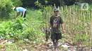 Mangrove memiliki peran yang penting untuk mencegah abrasi pantai. (merdeka.com/imam buhori)