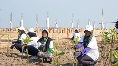 Jaga Pantai Utara Jawa dari Abrasi, BRI Peduli Tanam 30 Ribu Bibit Mangrove