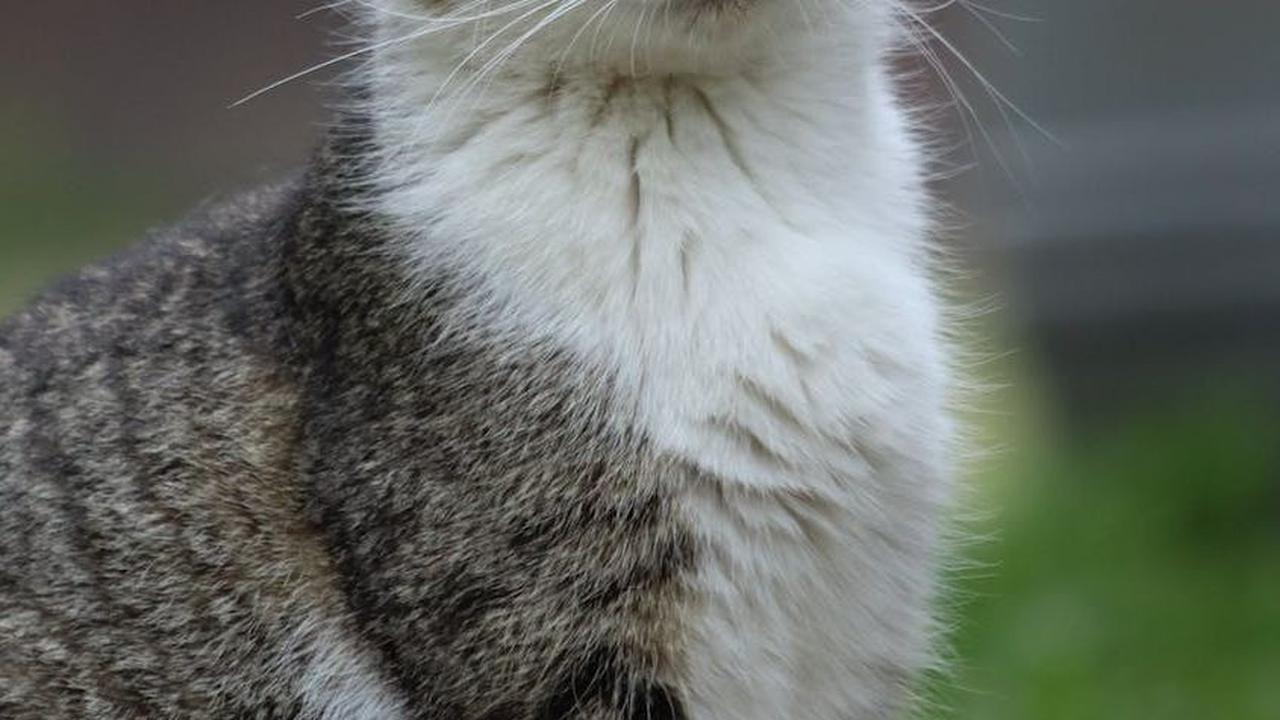 Varian Kemampuan Naluri Kucing