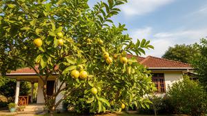 Trik Memangkas Pohon Jambu Biji agar Cepat Muncul Tunas Produktif untuk Mendukung Panen