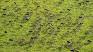 Antelope berlari saat mereka bermigrasi melalui taman nasional dan sekitarnya di Sudan Selatan, Selasa, 18 Juni 2024. (AP Photo/Brian Inganga)