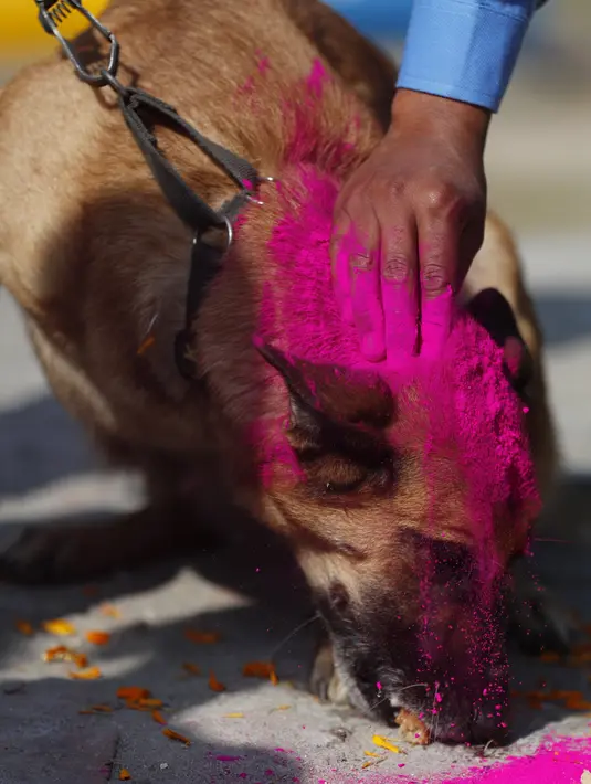 Petugas polisi Nepal mengoleskan bedak berwarna pada seekor anjing polisi selama perayaan festival Tihar di sebuah divisi kennel di Kathmandu, Rabu (3/11/2021). Anjing disembah untuk mengakui peran mereka dalam memberikan keamanan selama hari kedua festival Tihar. (AP Photo/Niranjan Shrestha)