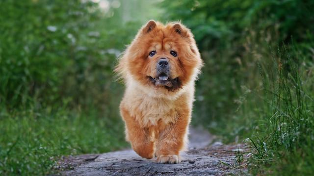 Chow Chow