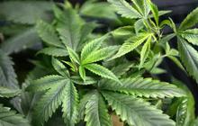 BNN Gandeng Unud Teliti Ganja Medis, DPR Ingatkan Tetap Objektif dan Hanya Untuk Medis