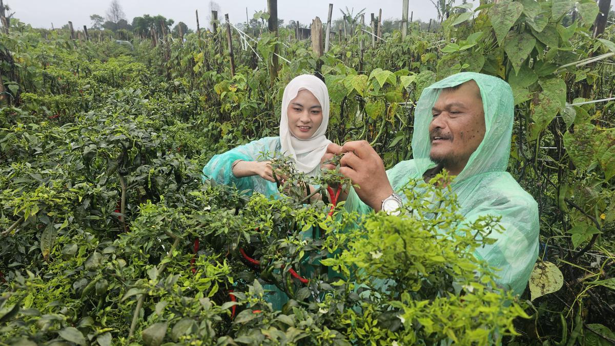 Cerita Petani Binaan Dompet Dhuafa Berjuang Melawan Cuaca Ekstrem