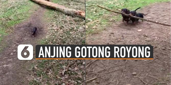 VIDEO: Saling Membantu, Momen Anjing Gotong Royong Bawa Ranting Pohon