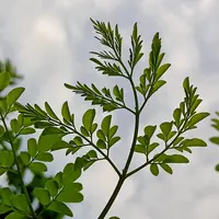 Green Moringa Leaf (Photo by rsk585823 on pixabay)